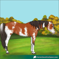 Horse Color:Bay Sabino  and Bay Sabino 