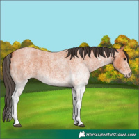 Horse Color:White Spotted Bay Roan 