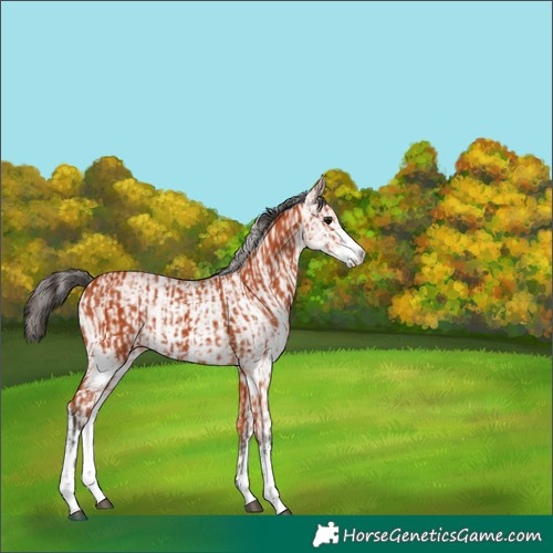 Horse Color:Bay Sabino and White Spotted Bay Sabino