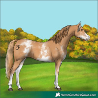 Horse Color:White Spotted Chestnut