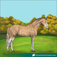 Horse Color:Red Dun Splash  and Palomino Dun Splash 