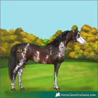 Horse Color:Bay Sabino  and Brown Sabino 