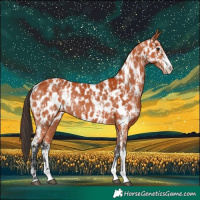 Horse Color:Bay Sabino Appaloosa  and Bay Sabino Appaloosa 