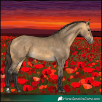 Horse Color:Buckskin Dun 