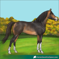 Horse Color:Buckskin 