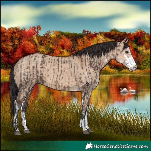 Horse Color:Brown Dun Sabino  and Bay Dun Sabino 
