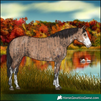 Horse Color:Brown Dun Sabino and Bay Dun Sabino