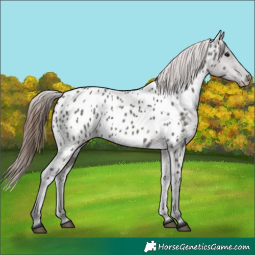 Horse Color:Grullo Near Leopard 