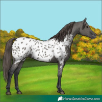 Horse Color:Grullo Appaloosa 