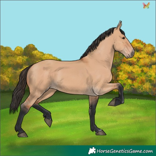 Horse Color:Bay Dun 