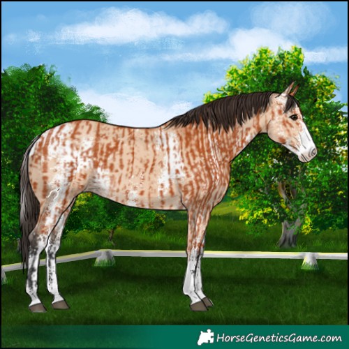 Horse Color:Bay Sabino and Bay Dun Sabino
