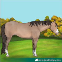 Horse Color:Amber Champagne 