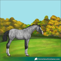 Horse Color:Blue Roan Splash 