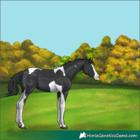 Horse Color:Black Splash Tobiano 