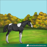 Horse Color:Black Splash Tobiano 
