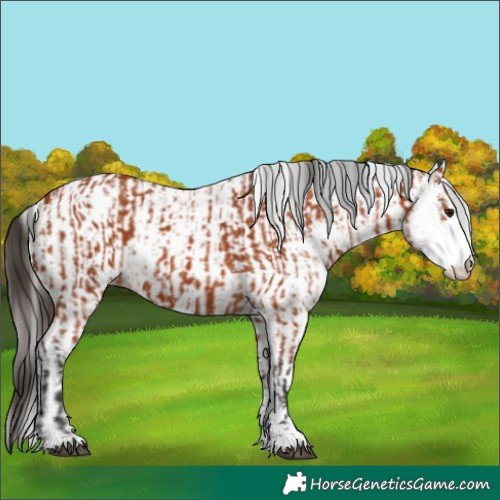 Horse Color:Bay Sabino  and White Spotted Bay 