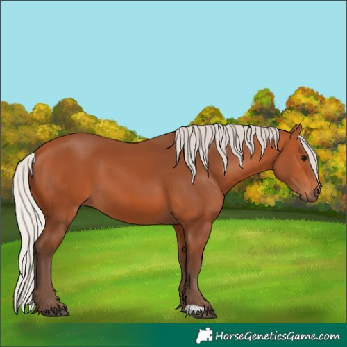 Horse Color:Silver Bay 