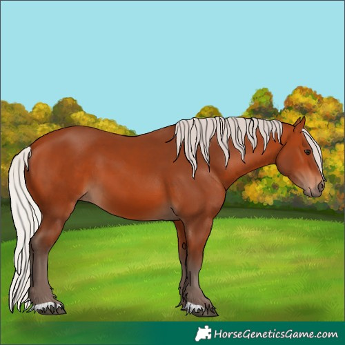 Horse Color:Silver Bay 