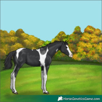 Horse Color:Black Splash Tobiano