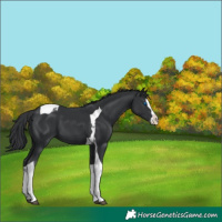 Horse Color:Black Splash Tobiano 