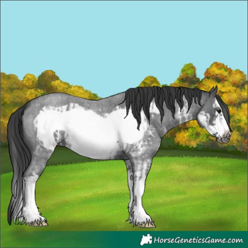 Horse Color:Blue Roan Sabino Splash Frame  and Blue Roan Sabino Splash Frame 