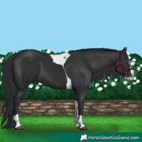 Horse Color:Black Splash Tobiano