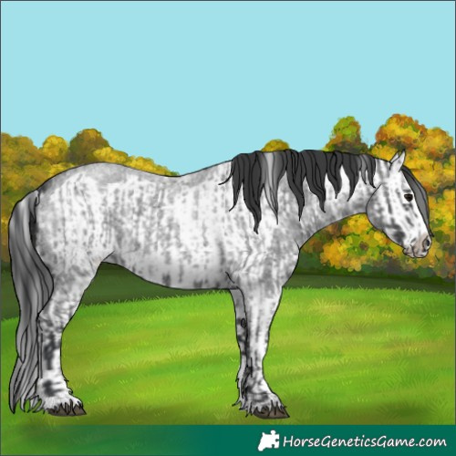 Horse Color:Blue Roan Sabino Splash  and Blue Roan Sabino Splash Frame 
