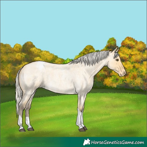 Horse Color:Silver Buckskin Roan Dun Tobiano Varnish