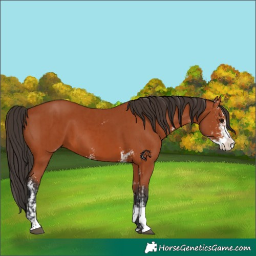 Horse Color:Bay Sabino  and Bay Sabino Splash 