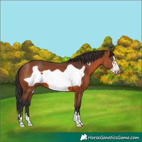Horse Color:Bay Frame 