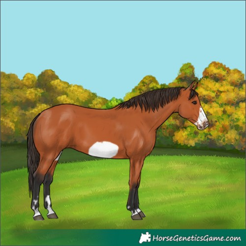 Horse Color:Bay Frame 