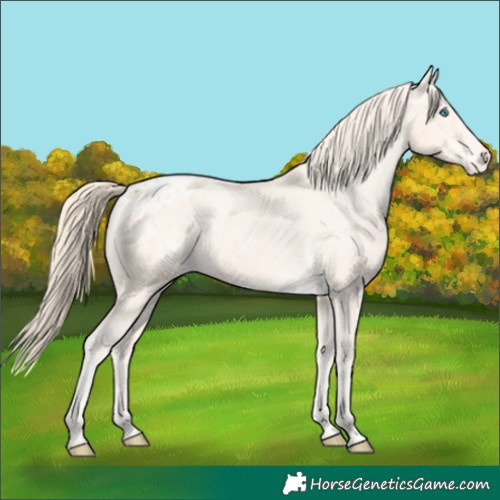 Horse Color:Perlino Varnish