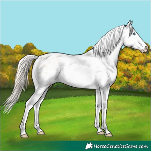 Horse Color:Perlino Appaloosa 