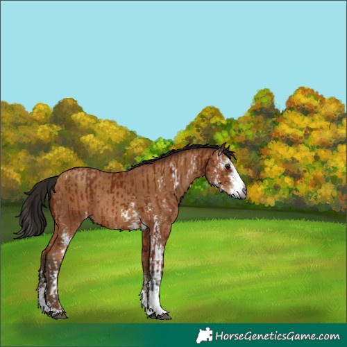Horse Color:Gray Bay Sabino  and Gray Amber Champagne Sabino 