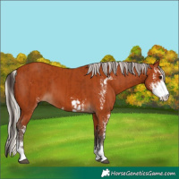 Horse Color:Bay Sabino and Silver Bay Sabino
