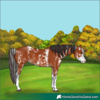 Horse Color:Bay Sabino and Bay Sabino