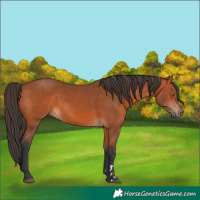 Horse Color:Bay 