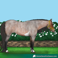 Horse Color:Bay Roan Tobiano