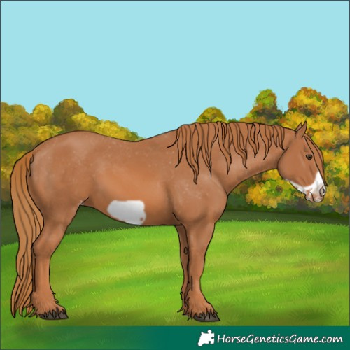 Horse Color:Chestnut Frame Appaloosa 