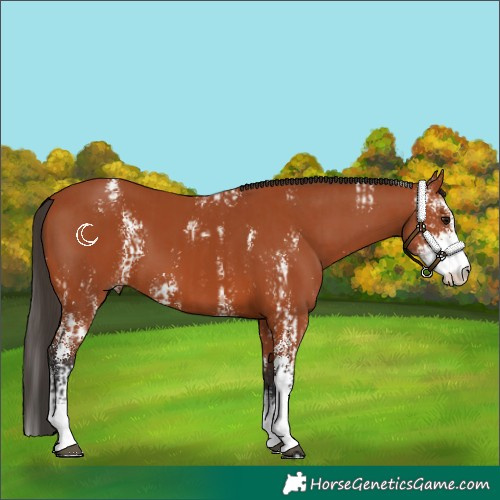 Horse Color:Bay Sabino  and Bay Sabino 