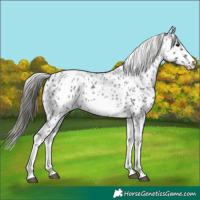 Horse Color:White Spotted Blue Roan Splash Frame Appaloosa 