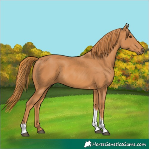 Horse Color:Chestnut Tobiano 