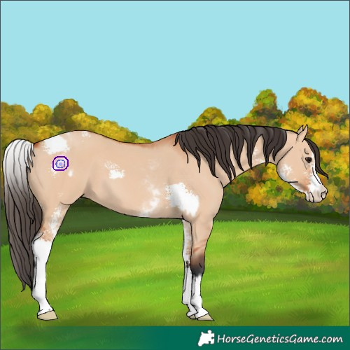 Horse Color:Bay Dun Sabino  and White Spotted Bay Dun Sabino 