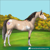 Horse Color:Bay Dun Sabino and White Spotted Bay Dun Sabino