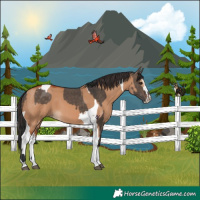 Horse Color:Brown Dun Tobiano and Bay Dun Sabino Tobiano