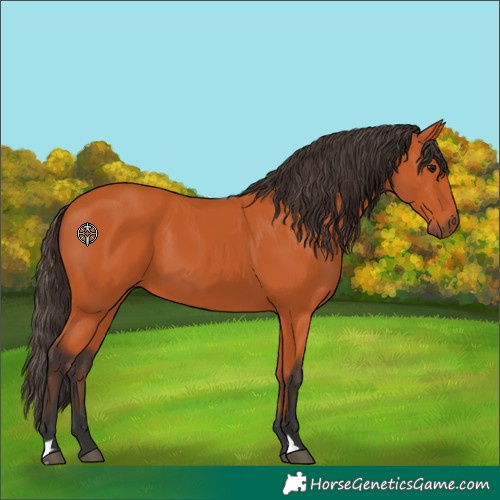 Horse Color:Bay 