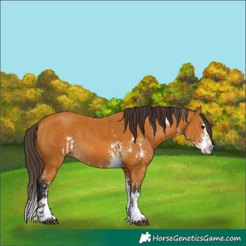 Horse Color:Buckskin Sabino and Buckskin Sabino Splash