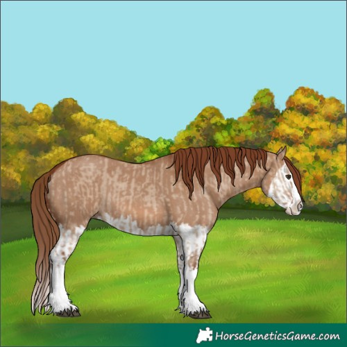 Horse Color:Red Dun Splash  and Red Dun Splash 