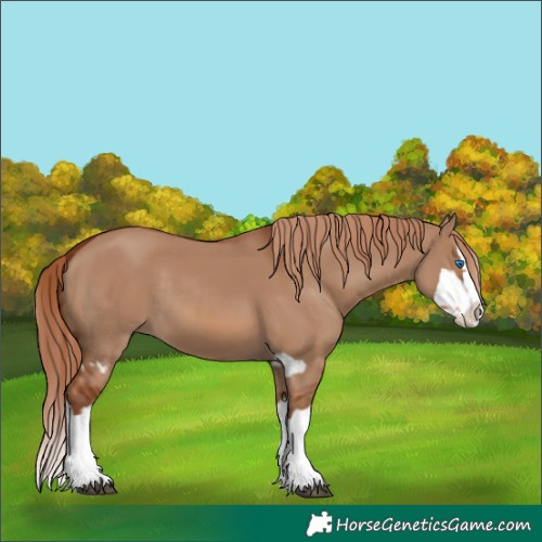 Horse Color:Red Dun Splash  and Red Dun Splash 