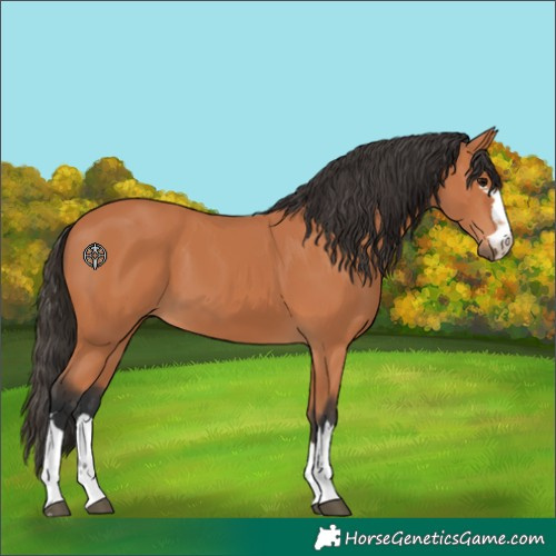 Horse Color:Bay 